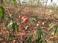 <b>桃树苗为什么金牌大只要进行拉枝？</b>