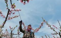 <b>科普一下桃树苗的授粉方法大只500注册</b>