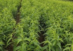 <b>什么会影响桃树苗的产量大只500注册？</b>