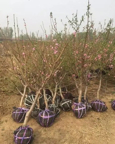 桃树苗高密栽金牌大只培的利弊因素