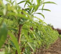 <b>桃树苗金牌大只什么时候栽</b>