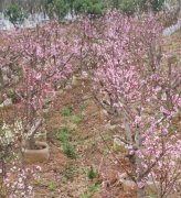 <b>如何调节桃树苗的花量大只500注册</b>