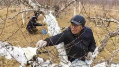<b>大只500注册大棚桃树苗的防冻措施方法</b>