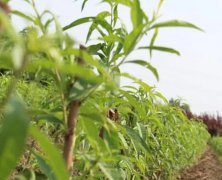 <b>大只500桃树苗什么时候栽</b>