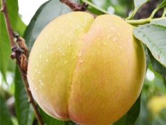 <b>桃苗生长如何使金牌大只用除草剂</b>