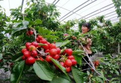 <b>大樱桃大棚、露地栽培方法大只500注册</b>
