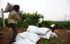 <b>桃树施基肥的方法大只500注册</b>