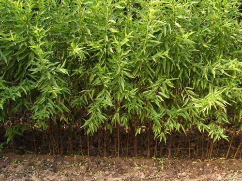 浅谈桃树苗应金牌大只该什么时候播种呢?