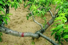 <b>桃苗定植的方法大只500注册</b>