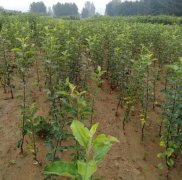 <b>春季苹果苗栽植时间大只500注册</b>