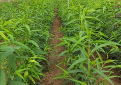 <b>桃树苗有哪些种植特点呢大只500注册？</b>