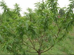 <b>大只500怎么才能让桃树苗健康的成长呢？</b>