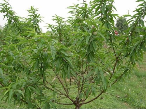 大只500怎么才能让桃树苗健康的成长呢?