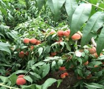 <b>管理温室桃树苗的方法有哪些呢大只500注册？</b>
