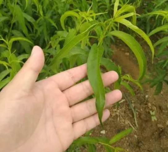 大只500春天怎样才能保证桃树苗的健康成长呢？