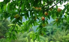 <b>桃树应该如何度过炎热的夏季大只500注册</b>