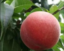 <b>突围桃的金牌大只种植分布范围</b>