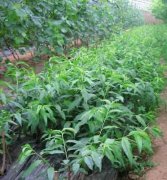 <b>怎样才能保证桃树苗结金牌大只果后挂住果呢？</b>