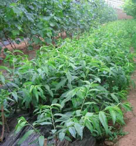 怎样才能保证桃树苗结金牌大只果后挂住果呢?