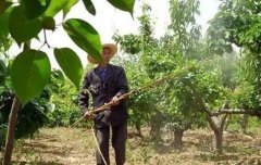 <b>如何才能给桃树苗合理的施肥呢大只500注册？</b>