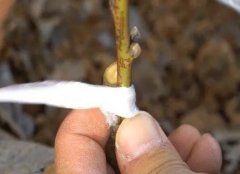 <b>桃树苗秋季嫁金牌大只接有哪些注意事项呢？</b>