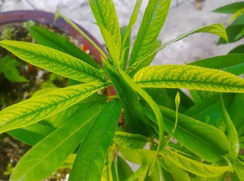 桃树苗缺乏金牌大只元素的症状