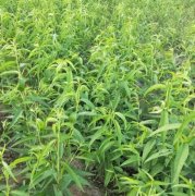 <b>大只500怎样才能更好的提高桃树苗的种植效益呢</b>