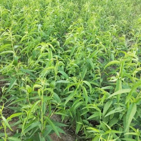 大只500怎样才能更好的提高桃树苗的种植效益呢?