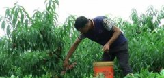 <b>突围桃苗土壤施肥的方法有哪些大只500注册？</b>