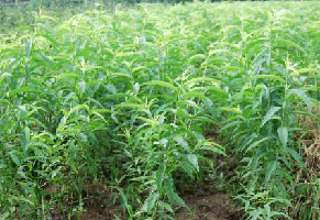 了解水分对桃树苗的影响大只500注册