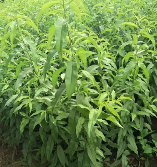 防止夏雪桃苗落花落金牌大只果的方法有哪些?