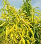 <b>怎么防治油桃苗叶子发黄大只500注册？</b>