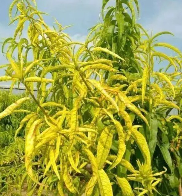 怎么防治油桃苗叶子发黄大只500注册?