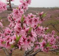 <b>怎么促进桃树苗的生长大只500注册？</b>