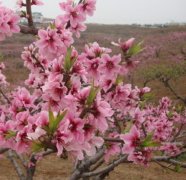 <b>夏雪桃苗缩叶金牌大只病怎么防治好？</b>