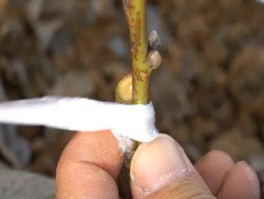 大棚桃树苗嫁接要准备什么大只500注册?