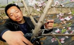 <b>新植桃树金牌大只促控关键技术</b>