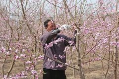 <b>大只500不能忽视桃树采后修剪</b>
