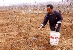 <b>大只500桃树怎么施肥</b>