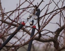 <b>桃树怎么修剪大只500注册</b>