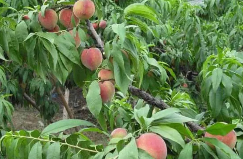 保护地桃树如何金牌大只防落花落果
