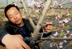 <b>大只500桃树产后管理技术</b>