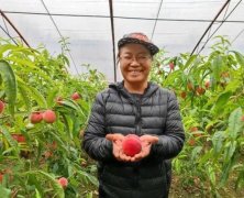 <b>大棚桃采收后即可揭膜大只500注册</b>