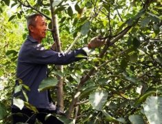 <b>改善冠内通风透光大只500注册</b>