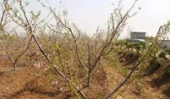 <b>大只500桃树灌水时期次数和灌水量</b>