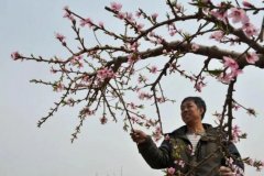<b>大只500桃树授粉、疏果及采收</b>