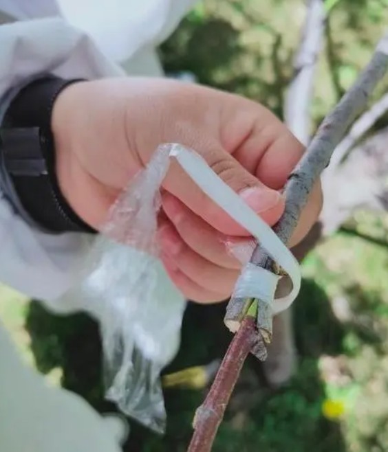 带木质部芽接法在生产金牌大只上用得较多