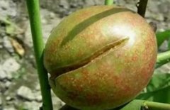 <b>油桃着色成熟期正处于果实第二次大只500注册迅</b>