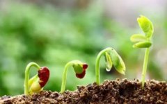 <b>期施肥有利于萌芽开花大只500注册</b>