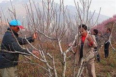 <b>大只500疏除无用徒长枝和旺长枝</b>